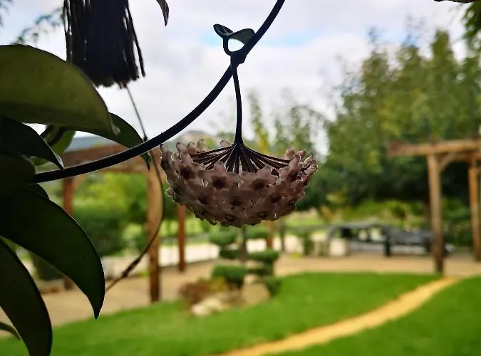 Casa Da Ferreirinha * Faldejaes